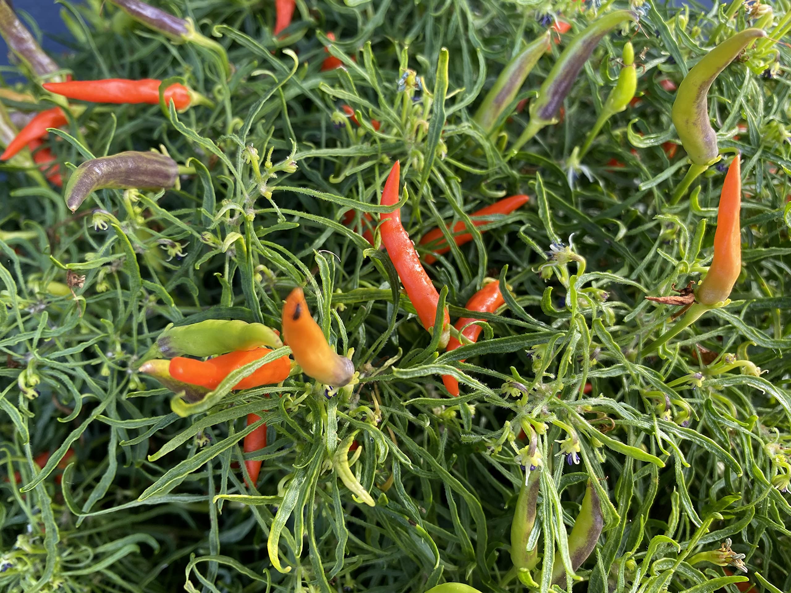 Amazon.com : Orange Candlelight Mutant Rare Wire Leaf Hot Pepper